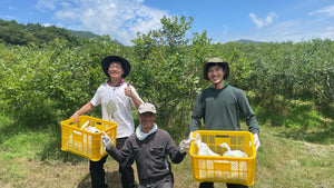 松崎町ベリーサワー_6本セット